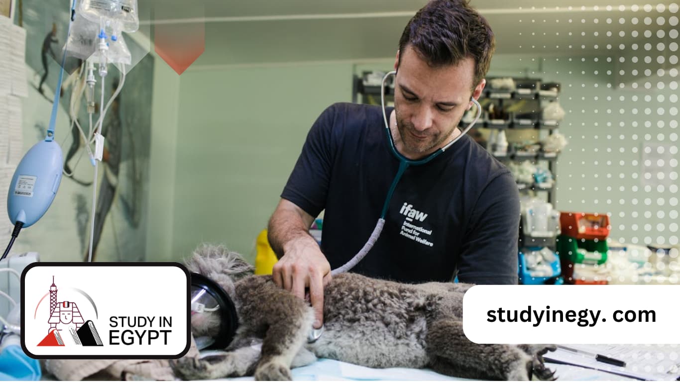 Study Veterinary Medicine in Egypt
