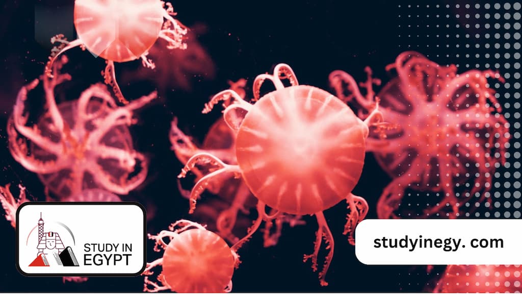 Study Biology in Egypt