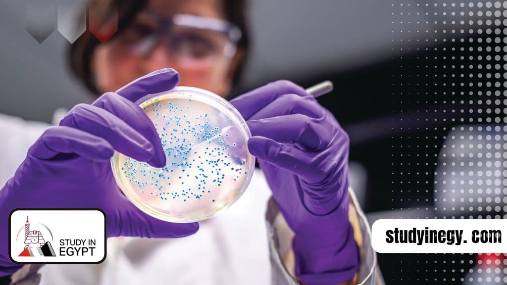 Study Microbiology in Egypt