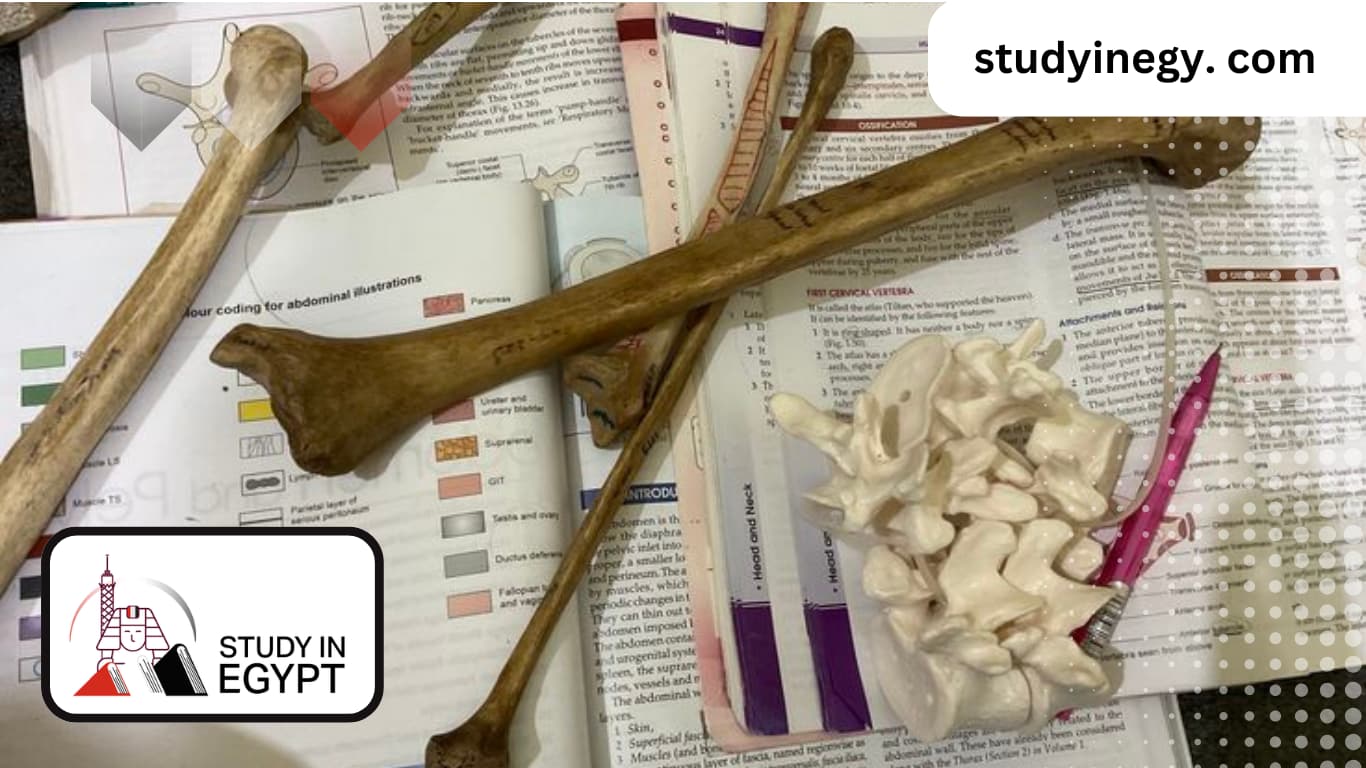 Advantages and Disadvantages of Orthopedic Surgery Specialization