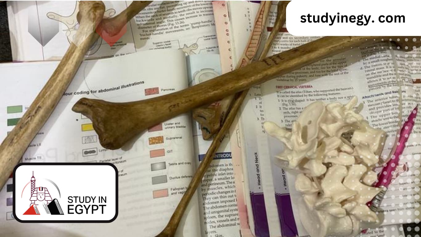 Advantages and Disadvantages of Orthopedic Surgery Specialization