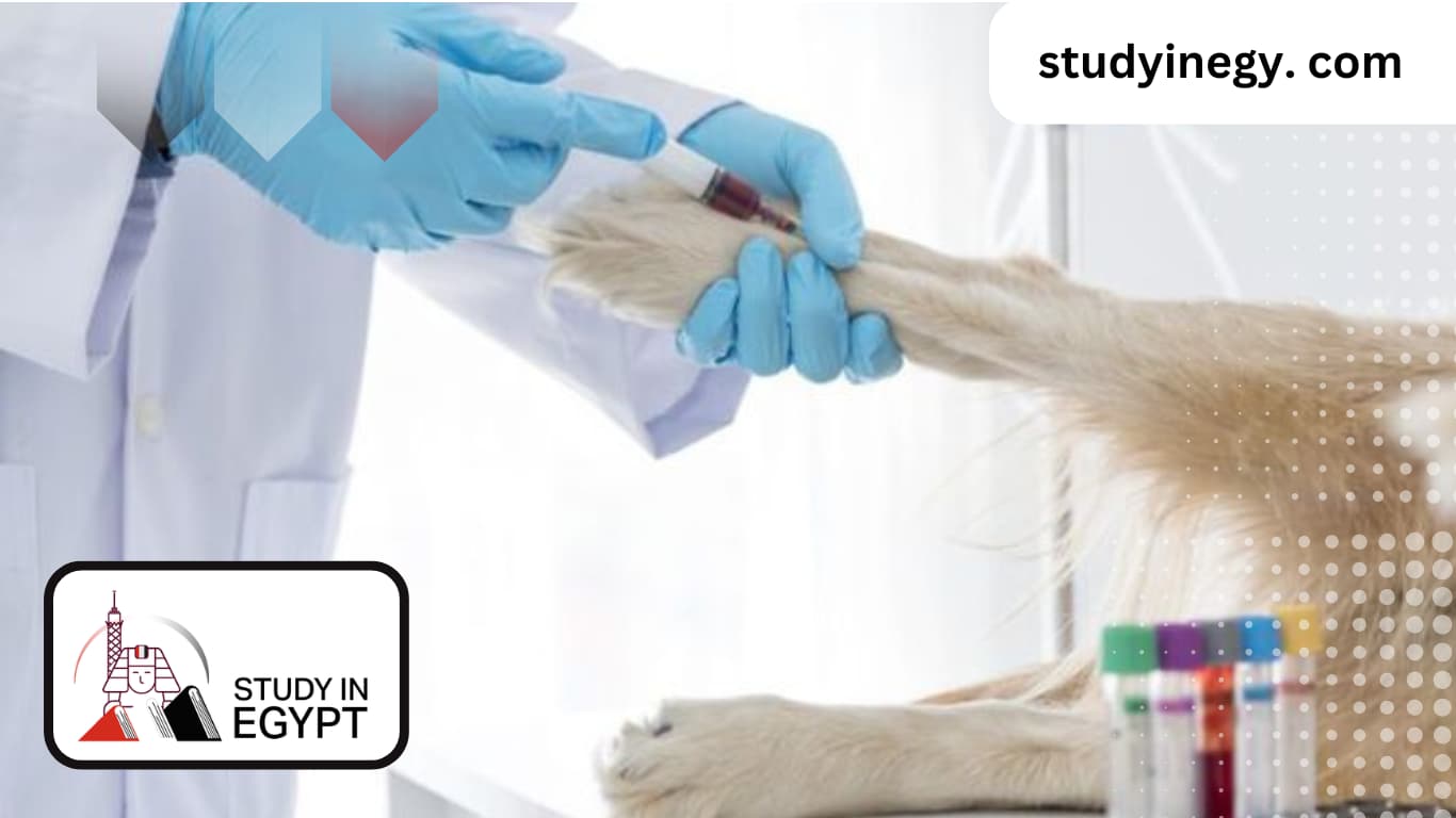 Best Veterinary Medicine Colleges in Egypt